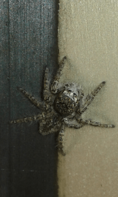 Salticidae: Philaeus chrysops, giovane